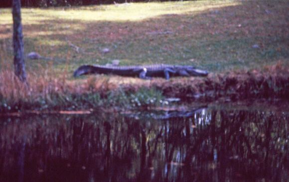 Alligator on shore