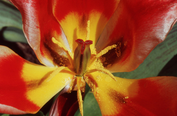 Yellow red tulip detail