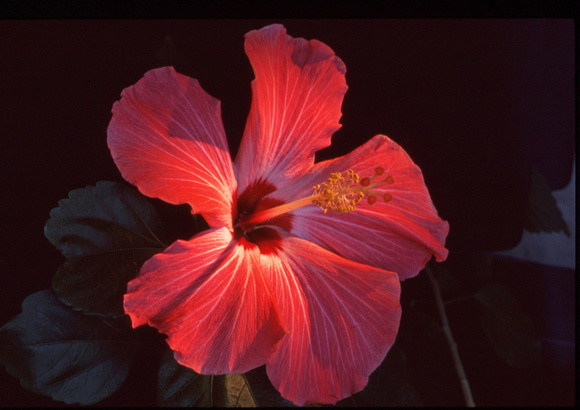 Reddish hibiscus