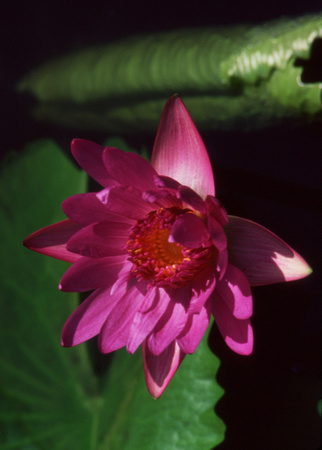 Magenta water lily
