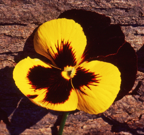Yellow and brown pansy