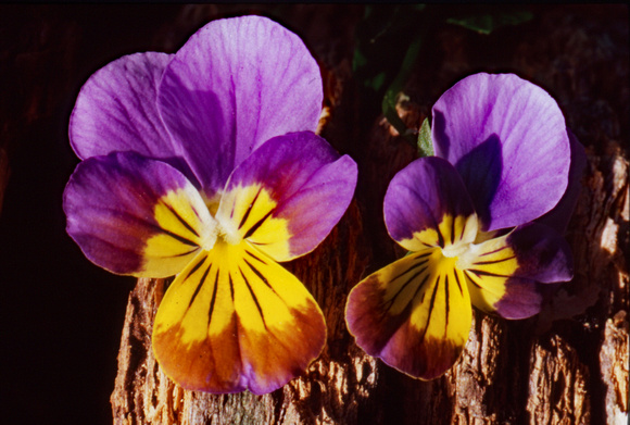 Purple and yellow pansies