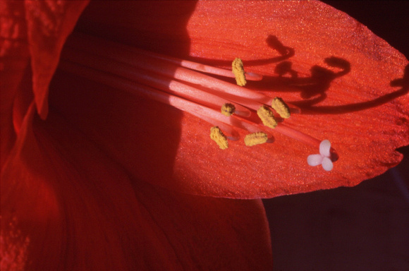 Red amaryllis close up