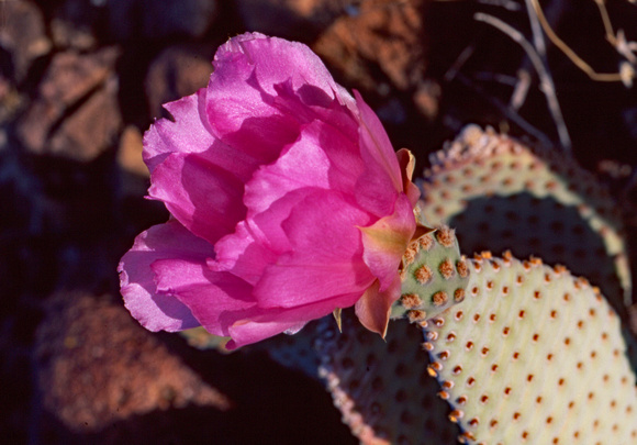 Flower emerging from cactus