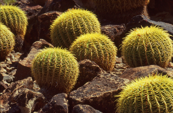 Bulbous cacti