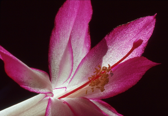 Pink white Christmas cactus close up