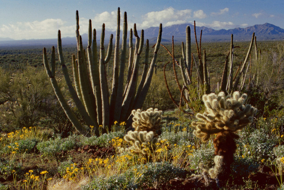 Cacti desert scene