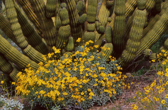 Cactus and yellow flowers
