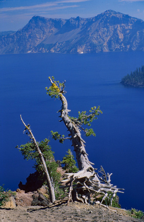 Crater Lake lone tree
