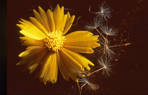 Yellow coreopsis