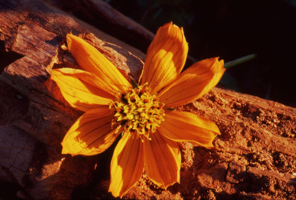 Orange yellow coreopsis