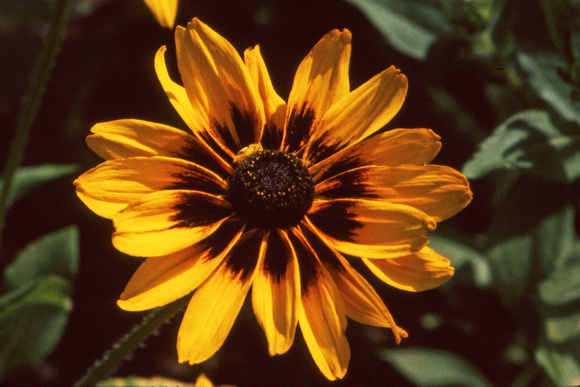 Yellow and brown coreopsis