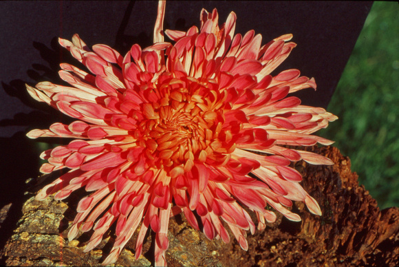 Red chrysanthemum