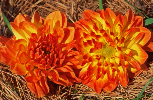 Orange-yellow chrysanthemums