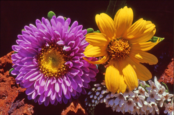 Purple chrysanthemum and yellow coreolis