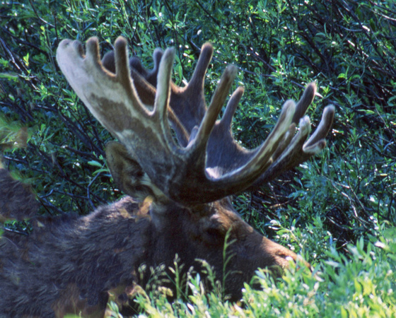 Teton moose