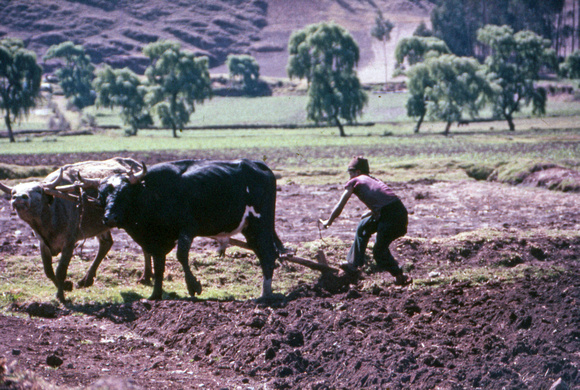 Peruvian farmer with two cows