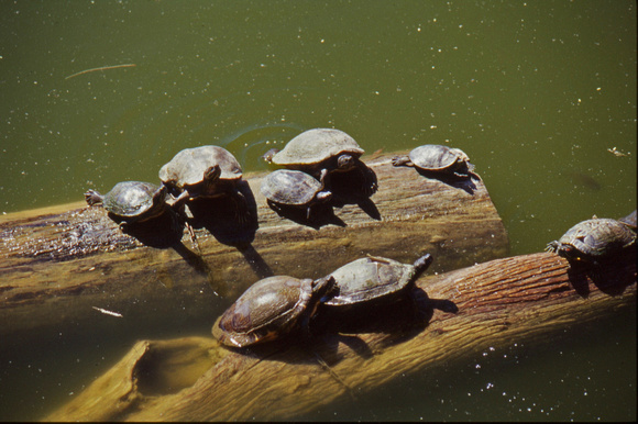 Turtles on logs