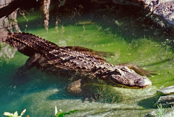Alligator in zoo