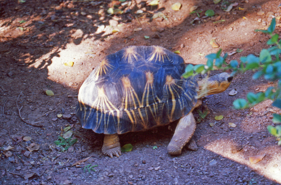 Large turtle