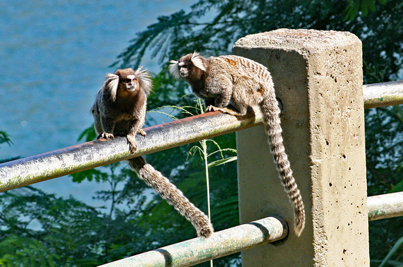 Two monkeys, Rio de Janeiro