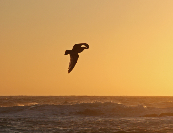 Seagull at sunset, Oregon coast