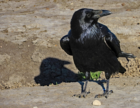 Raven, Santa Cruz Island, Calif.