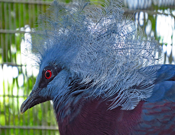 Crowned Pigeon, Singapore Jurong Bird Park