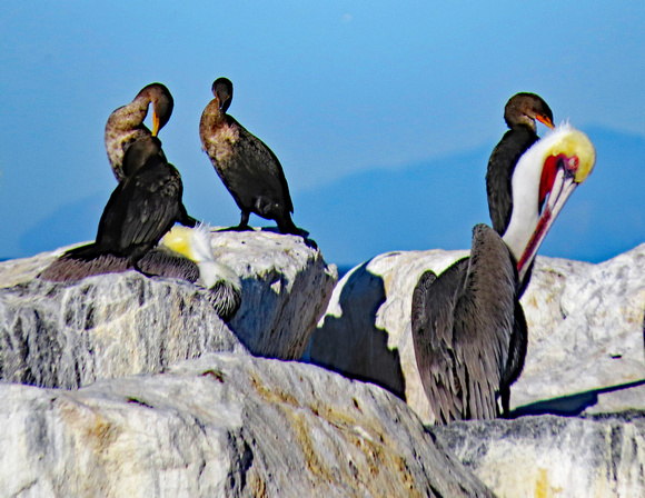 Brown Pelican and Cormorants, Santa Cruz Island, Calif,