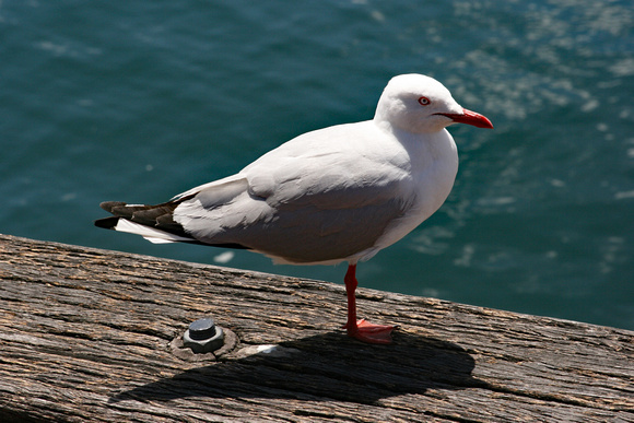 Silver Gull, Sydney Harbour, Australia