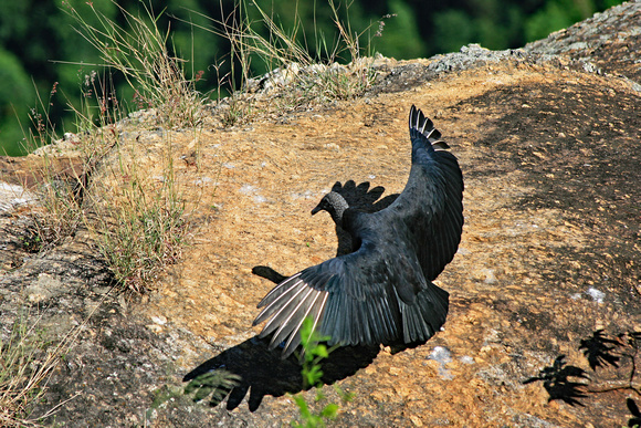 Black Turkey Vulture. Rio de Janeiro