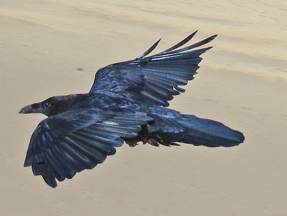 Raven, Grand Sand Dunes National Park, Colorado