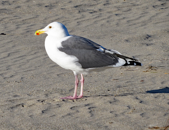 Seagull, Santa Barbara, Calif.