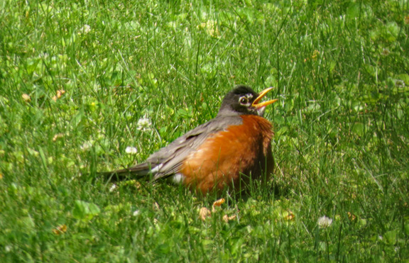 Robin in Hershey