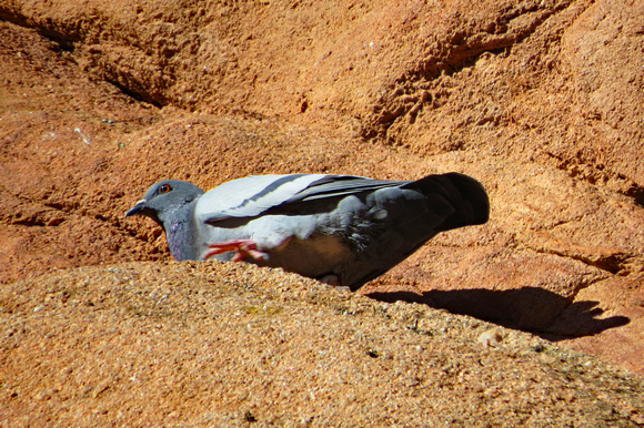 Pigeon on Garden of Gods ledge, Colorado Springs