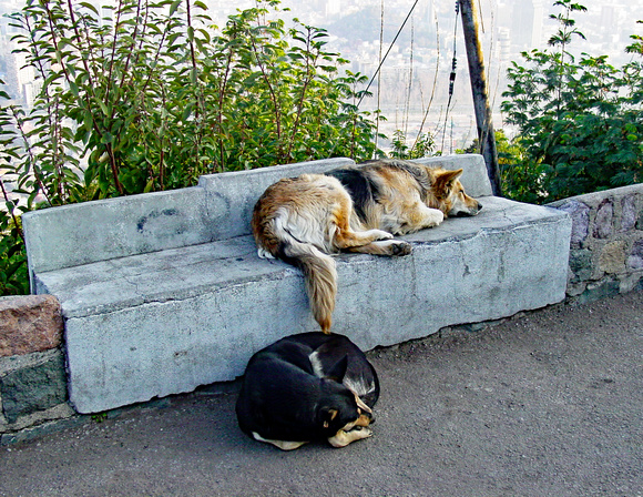 Sleeping stray dogs, Santiago, Chile
