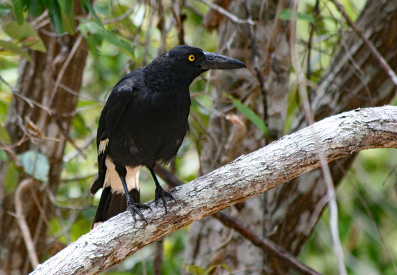 Black bird on Hamilton Island