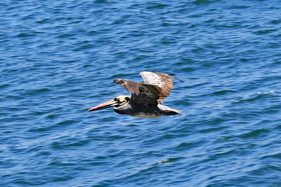 Seabird flying above water, Coquimbo, Chile