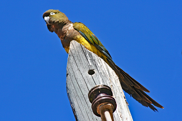 Bird on pole: northern Chile