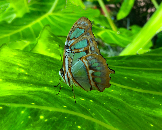 Hershey Butterfly House
