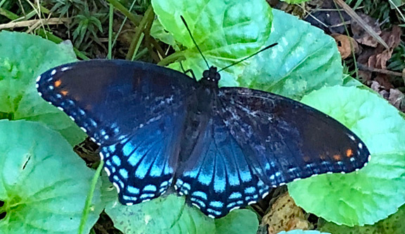 Backyard butterfly 8.23