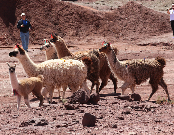 Llamas. Atacama Desert, Chile