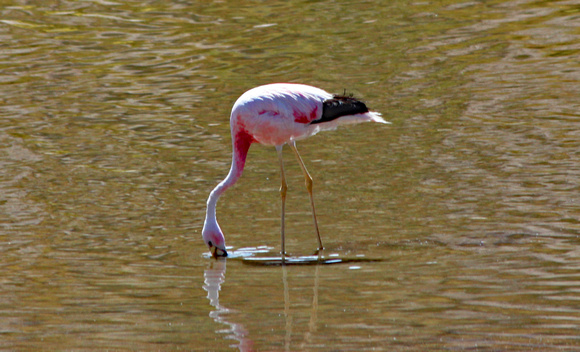 Pink flamingo, Laguna Chaxa, Chile