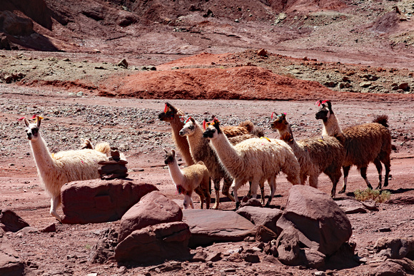 Pack of llamas, Atacama Desert, Chile