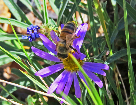 Grand Canyon bee on flower