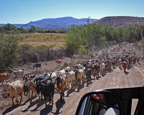 Goats on road, Atacama Desert, Chile