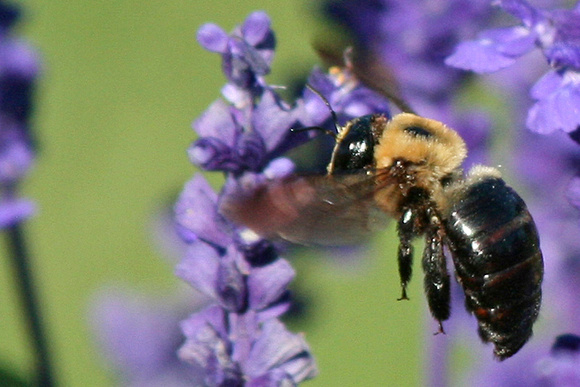 bee purple flower