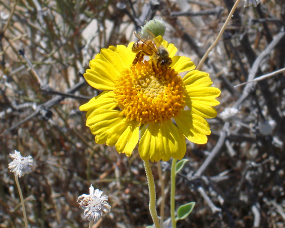 Joshua Tree bee and flower