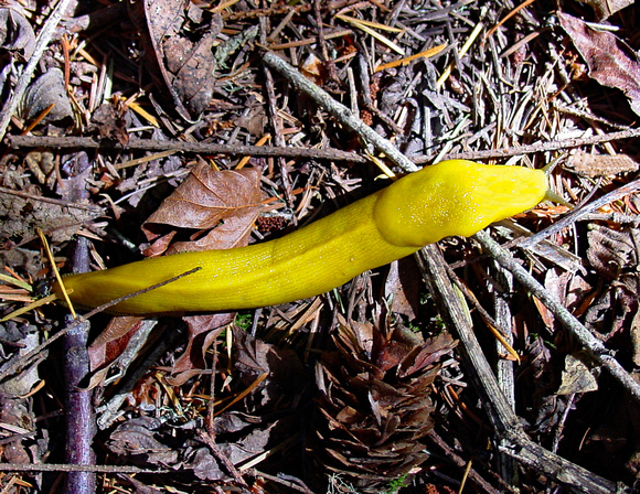 Butano State Park banana slug, California