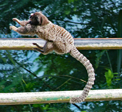 Jumping monkey, Rio de Janeiro